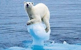 Climate change polar bear