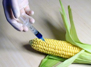 Monsanto GMO